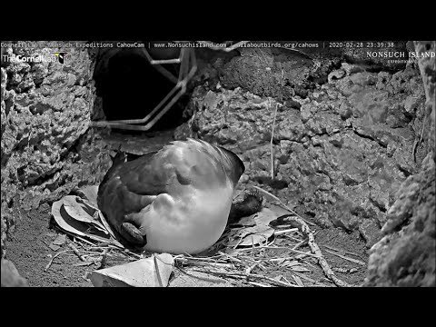 2020 02 28 Bermuda Cahow/Petrel - 23:39 Hatch in progress, head is visible