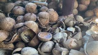 Simple living in the mountain|.let’s harvest some matured coconut and make profit out of it.