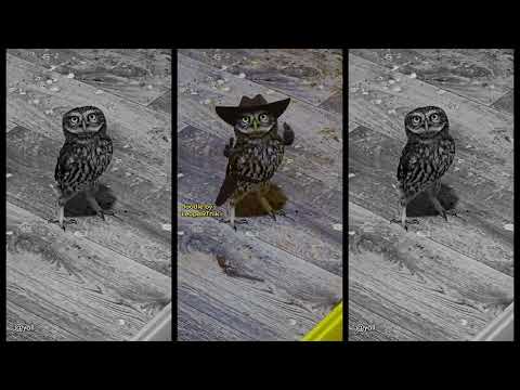 🤠 READY OR NOT... 🤠 #leopartnik