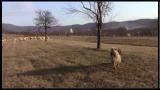 preview picture of video 'Pastorizia nel Bihor (Romania) - EXTN-019_024'