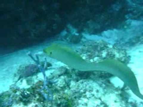 Green moray and stingray