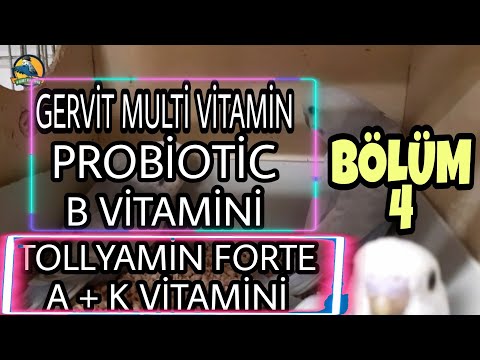 MUAHABBET KUŞU ÜRETİMİ // FAYDALI ÜRÜNLER // YUVALIK KONTROL // BÖLÜM 4