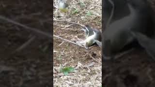 Download lagu di perang burung ciblek liar pikat nya sampai kewalahan mp3 Download lagu di perang burung ciblek liar pikat nya sampai kewalahan mp3