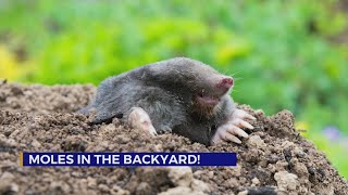 How to get rid of moles in your yard