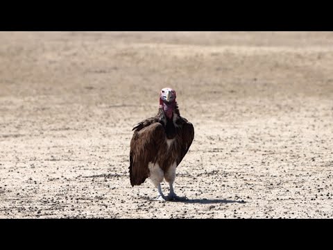 Kgalagadi, Polentswa. Ep 07