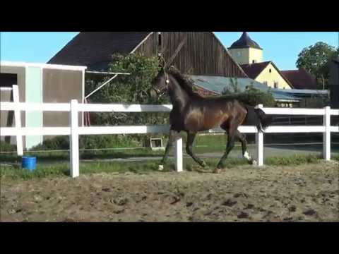 2j. Dressur-Youngster von Floriscount - Quaterback