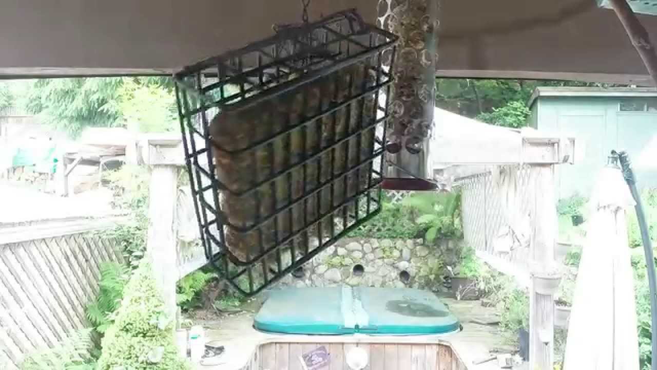 Chickadees at my Window