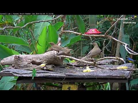 A Female Green Honeycreeper Visits The Fruit Feeder – Feb. 5, 2019