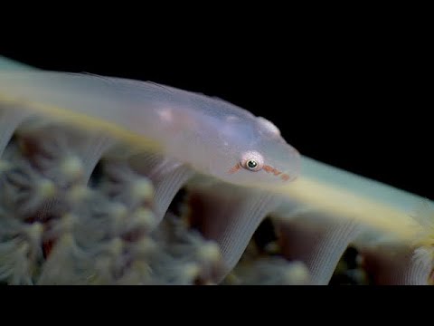 Coral Triangle Critters – 12 - scuba diving video