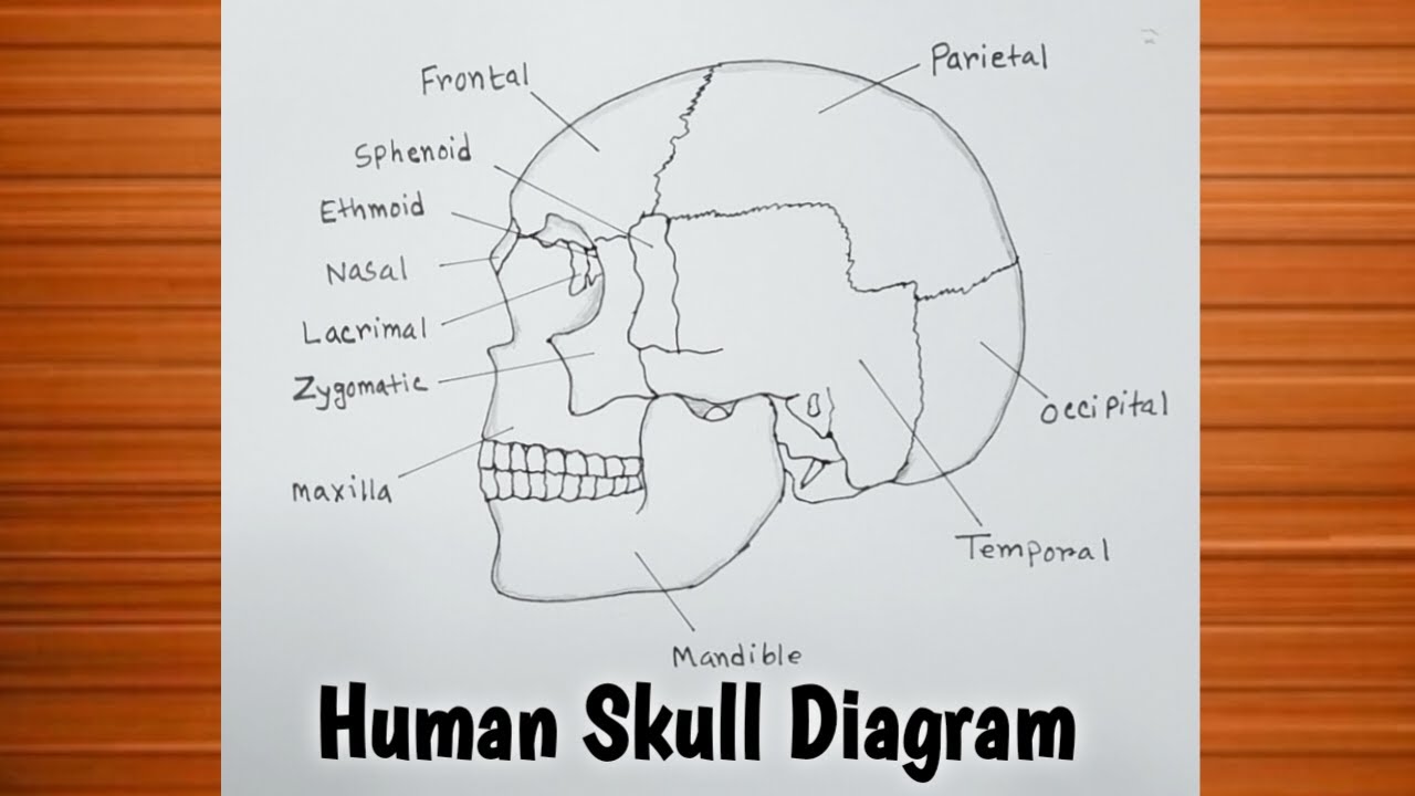 How to Draw Human Skull Diagram Side View / Human Skull Drawing Easy
