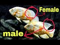 Oscar fish male & female easy identification in 2 minutes #oscarfish