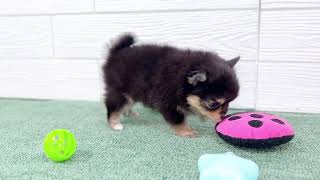 ハーフ犬の動画01