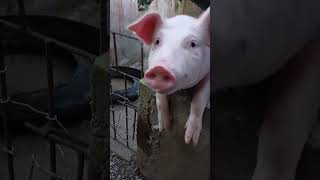 Download lagu tataLon ⁉️😲@highlights mp3 Download lagu tataLon ⁉️😲@highlights mp3