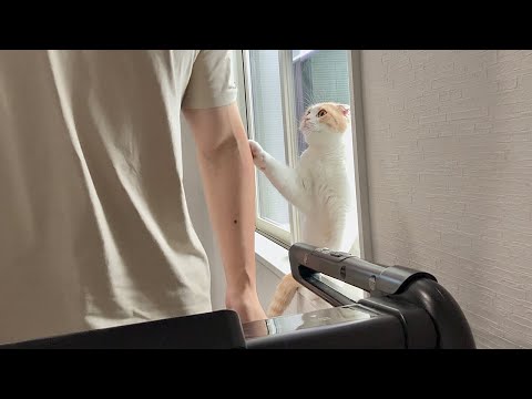 運動中に構ってもらえないとおねだりしにくる甘えんぼ猫が可愛すぎて困ってます…笑