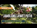 Indukan bibit Jamblang Putih super sebagai bahan bibit jamblang okulasi|jual bibit Jamblang Putih