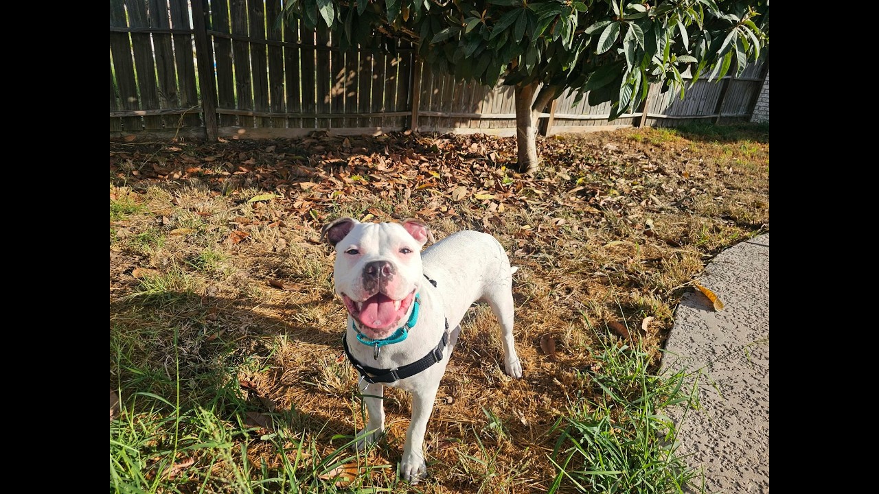 Enlarge Playful Parker, a Adopted mixed breed in Boise, ID video 6/6