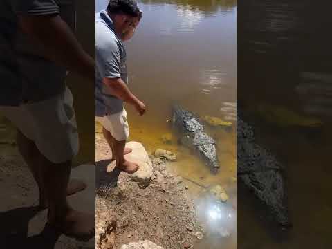 ¡ACARICIA ENORME COCODRILO EN SISAL Y SE VIRALIZA!
