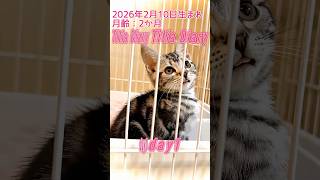 Titia Diary02「仔猫お迎えしました」【day1to2】 #アメリカンショートヘアー #シルバータビー