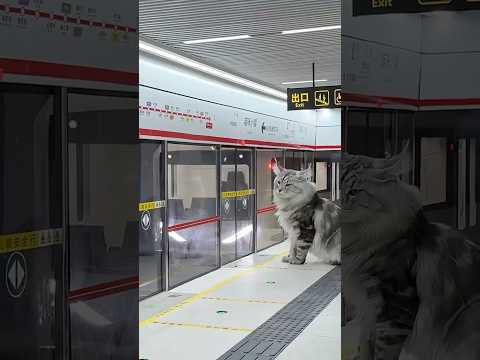 Youtuber baut ganzes Ubahn System für seine Katzen😳