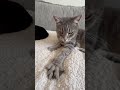 Grey Tabby Catdad Cats Catlover