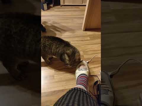 cat yawns and makes a cute sound