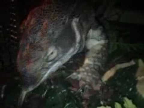 Brutus up close and personal!