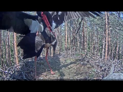Estonian Black Stork~Karl II found a mate ~3:17 pm 2020/05/01