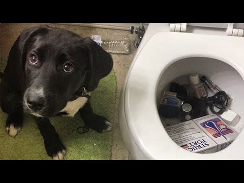 Je pensais qu'il était facile d'avoir un chien, mais...
