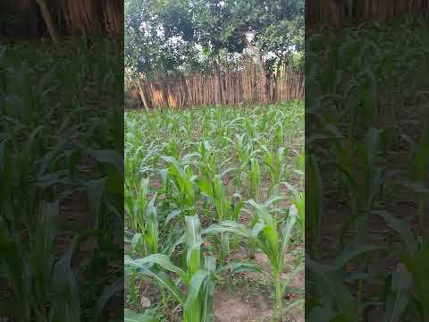 14 de dezembro de 2025 Maranhão nordeste Brasil plantação de milho Buritirana