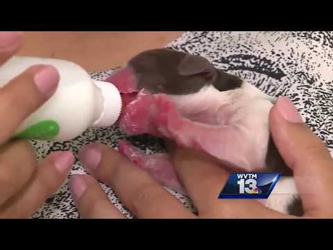 Pregnant surrogate mom gives birth to own puppies