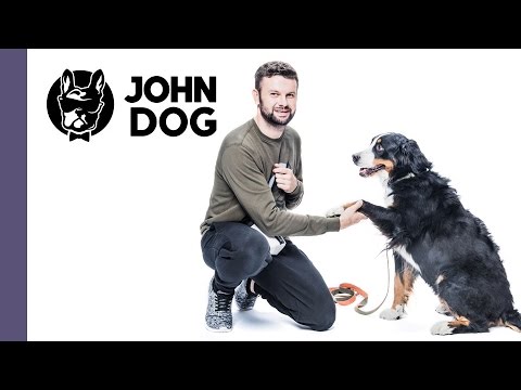 Jak nauczyć psa komendy PODAJ ŁAPĘ - TRENING PSA - John Dog