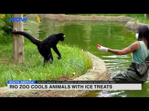 Rio zoo cools animals with ice treats