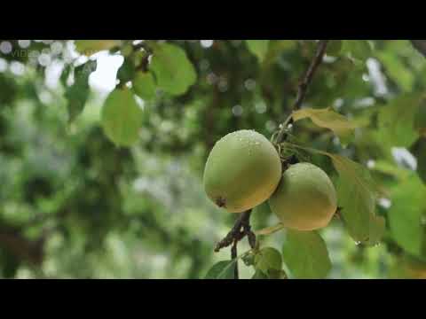 The Summary: Dürrenmatts "The Physicists"