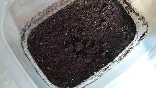 killifish eggs ฟร ว