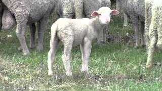 preview picture of video 'Cotignac et ses moutons...'