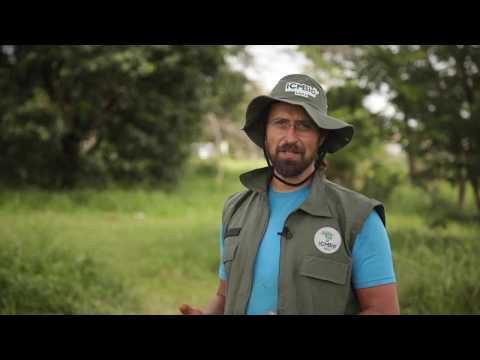 Semeadura Direta no Cerrado – técnica para restaurar o bioma