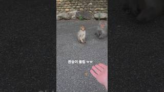 베트남여행중 다낭에서 원숭이 물렸쏘 ㅠㅠ #다낭 #베트남 #원숭이