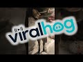 Moose Enjoys Making Friends With Humans || ViralHog
