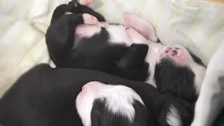 Cuccioli di cane veramente belli