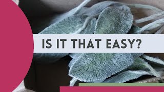 How to preserve Stachys leaves | aka Lamb's Ears 🌱