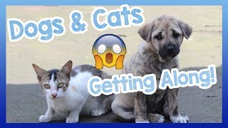 Dogs and Cats! Build a Relationship Between Cats and Dogs! How to Make Dogs and Cats Be Friends? 🐶😺