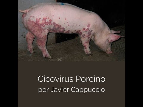 , title : 'Circovirus Porcino por Javier Cappuccio'