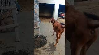 kutuma kutu 😂#ytshorts #calf #funny #pleasesubscribe