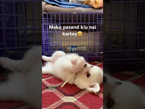 Meko bahut ghussa aaya hai😡#pukuli🐶#cutedog#shortvideo#subscribe#..