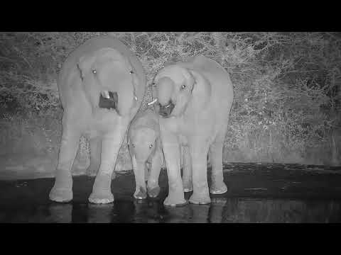 Kwa: Elephants getting quick drink - 22:42 - 06/09/19