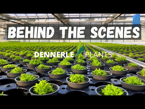 THIS IS WHERE OUR PLANTS COME FROM!! Amazing Tour of the Dennerle Aquarium Plants Greenhouse
