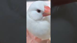 どアップピーコ🔍️w #文鳥