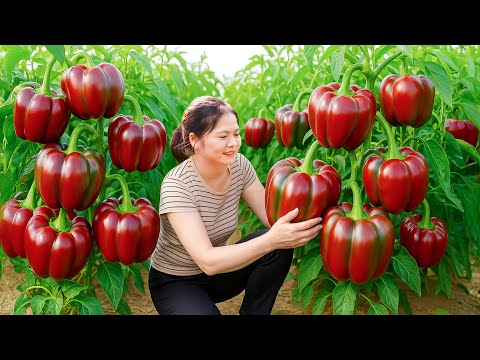 Amazing,Woman Harvesting Giant Sweet Bell pepper and Cook delicious food at home