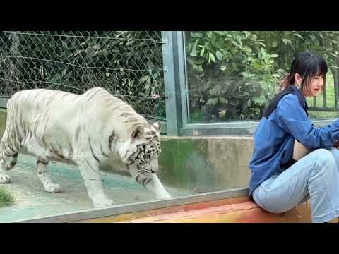 5397: White tiger quietly approaches girl in zoo
