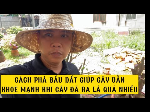 Mai Phôi Ra Lá Quá Nhiều | Cách Phá Bầu Vô Châu Như Thế Nào?
